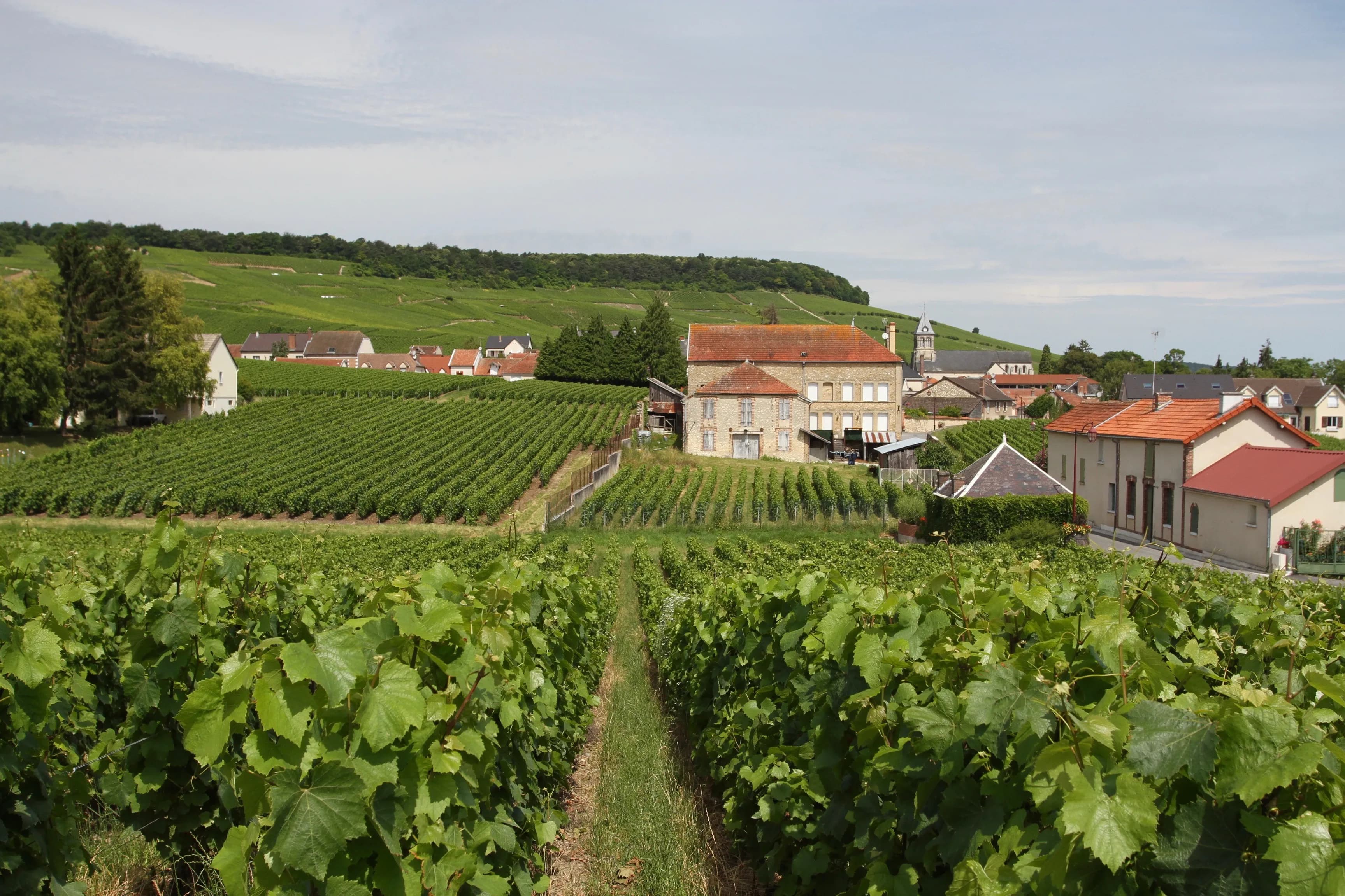 Chardonnay & Sabreren (1 dag)
