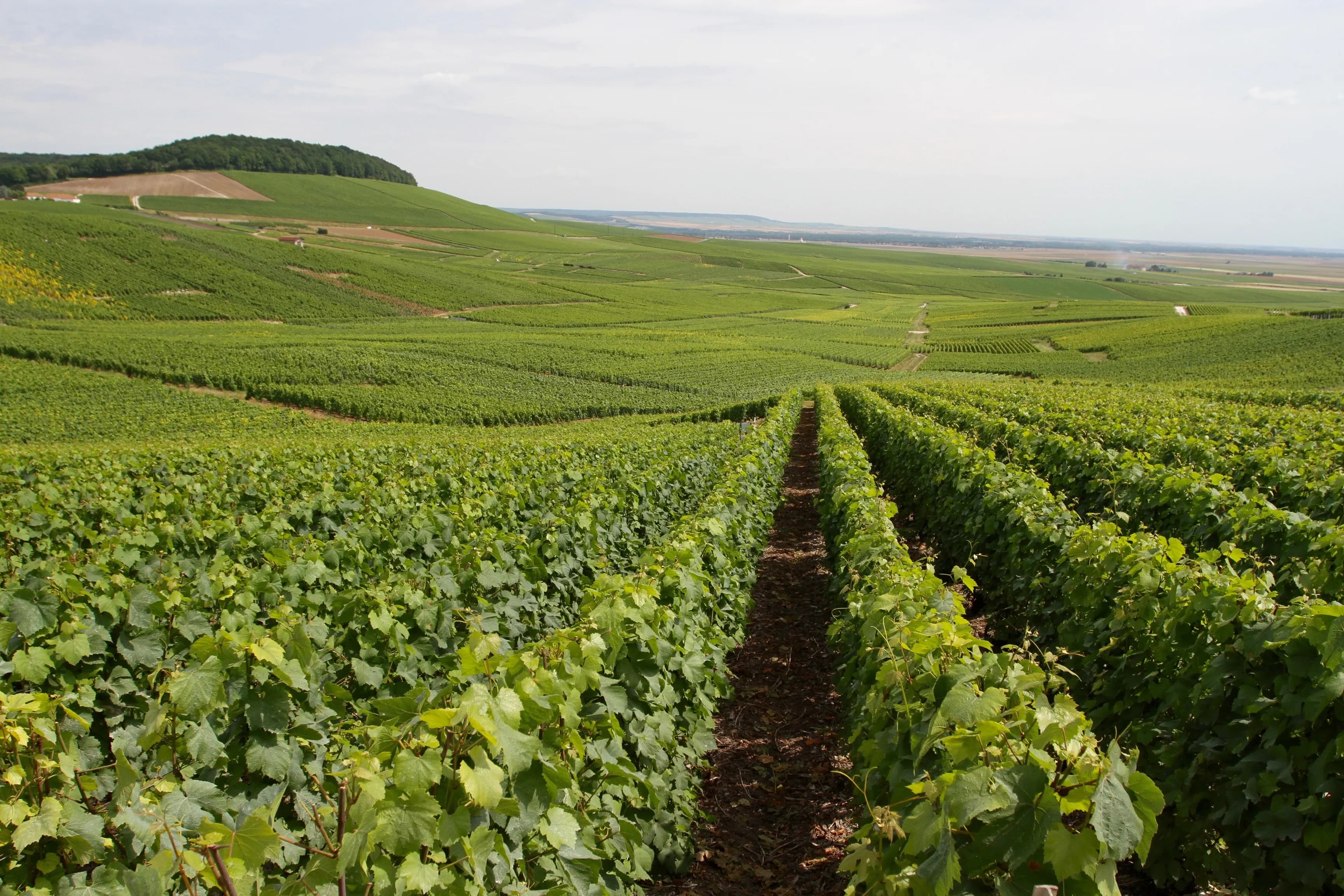 Champagne landschap met wijngaarden