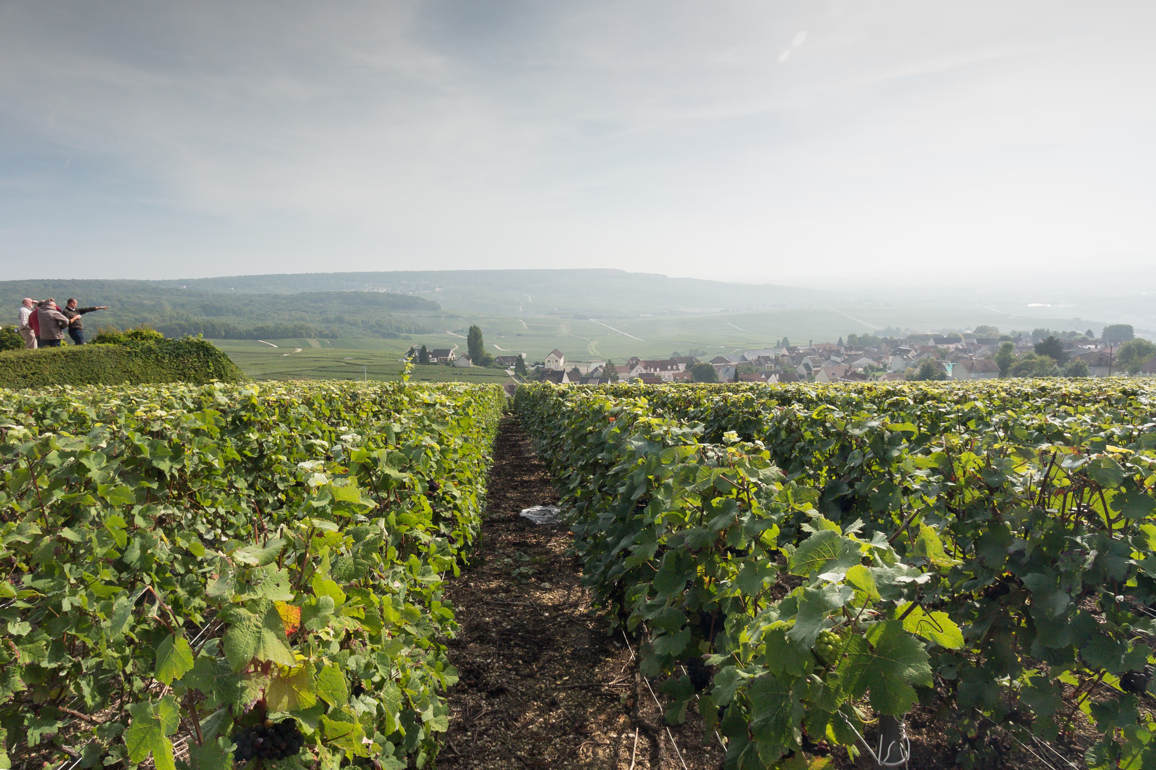 Champagne landschap met wijngaarden